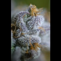 9 Pound Hammer TGA Subcool Seeds