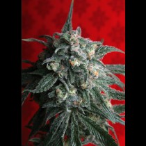 A-train TH Seeds
