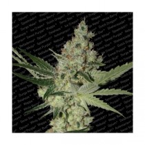 Acid | Paradise Seeds