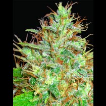 Afgan Kush X Skunk