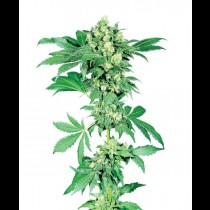 Afghani # 1 Regular cannabis seeds