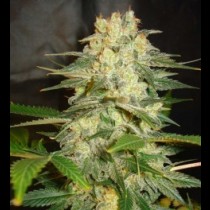 Afghan Kush Ryder