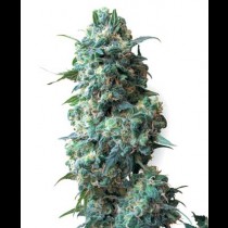 Afghan Kush White Label