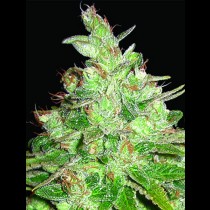 Afghan kush x black domina