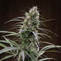 Congo standard cannabis seeds