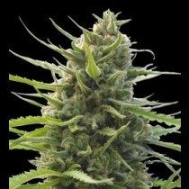 Kilimanjaro Regular cannabis seeds