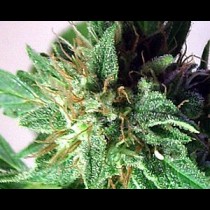 Afrodite Kannabia seeds