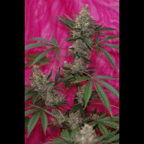 Agent Orange TGA Subcool seeds