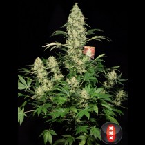 Ak47 Serious Seeds 