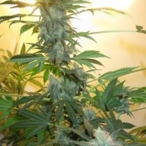 AK48 feminised