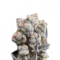Alien OG