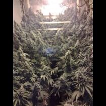 Amherst Sour Diesel