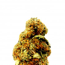 Amnesia Auto XXL