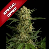 Amnesia Autoflowering Seeds discount