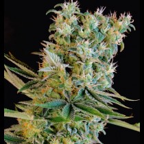 Amnesia Bilbo 