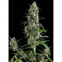 Pyramid seeds Amnesia Gold
