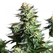 Amnesia Haze cannabis seeds