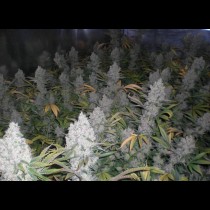 Amnesia Haze