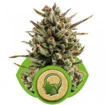 Amnesia Haze Automatic