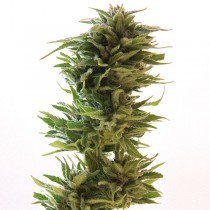 Amnesia Lemon cannabis seeds