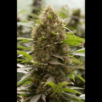 Amnesia x OG Kush