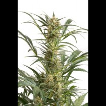 Amnesia XXL Autoflowering