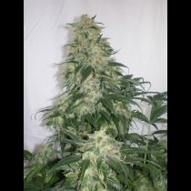 amnesia bulk seeds