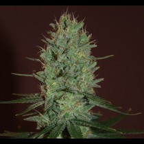 Amnesia Haze