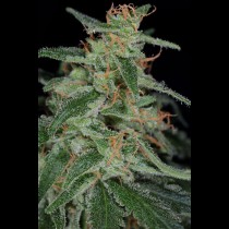 Apollo-13 BX TGA Subcool Seeds
