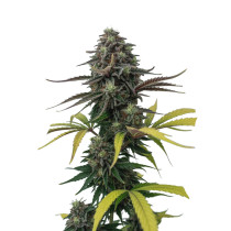 Apple Fritter Auto