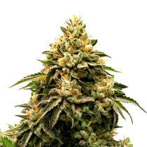 Apple Fritter