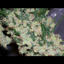 Ash cannabis seeds