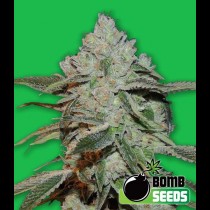 Atomic Bomb seeds