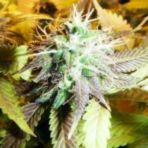 Aurora Indica Nirvana Seeds