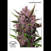 Auto Blackberry Kush