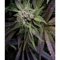 Auto Blue Pyramid Pyramid seeds