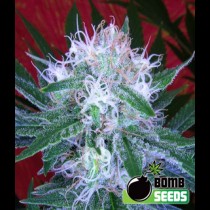 Auto Bomb 