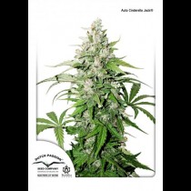 Auto Cinderella Jack
