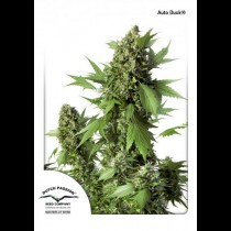 Auto Duck Dutch Passion