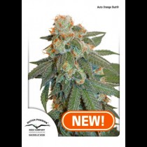 Auto Orange Bud