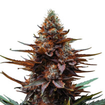 Auto Orange Bud X