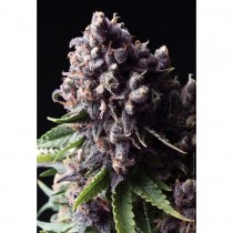 Auto Purple of Pyramid seeds