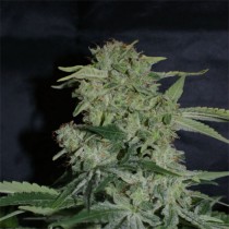 Auto Super Hash