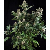 Auto White Widow