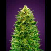 Auto Amnesia
