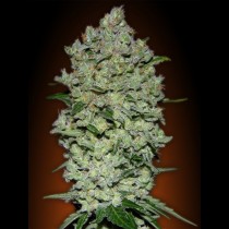 Auto Bio Diesel Mass