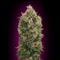 Auto Black Diesel