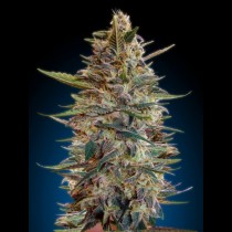 Auto Blue Diesel