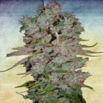 Auto Blueberry Domina