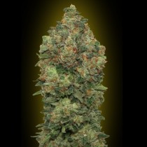 Auto Critical Soma
